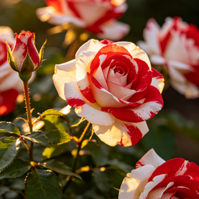 RoseLuxe – Rare Twin Red White Rose Flower Seeds