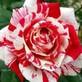 RoseLuxe – Rare Twin Red White Rose Flower Seeds