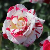 RoseLuxe – Rare Twin Red White Rose Flower Seeds