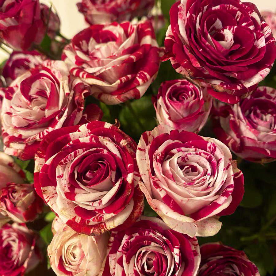 RoseLuxe – Rare Twin Red White Rose Flower Seeds