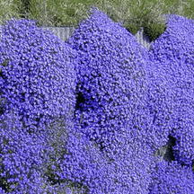 ThymeCreep – Optimal Ground Cover Seeds
