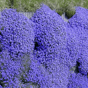ThymeCreep – Optimal Ground Cover Seeds