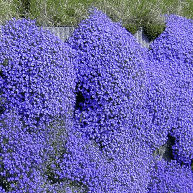ThymeCreep – Optimal Ground Cover Seeds