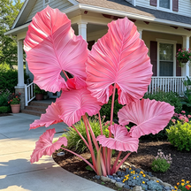 ColorBloom – Giant Multi-Color Caladiums Bulbs