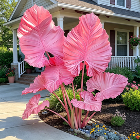 ColorBloom – Giant Multi-Color Caladiums Bulbs