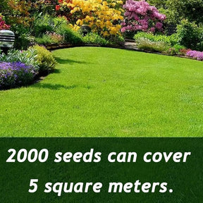 EverLawn – All-Season Green Grass Seed