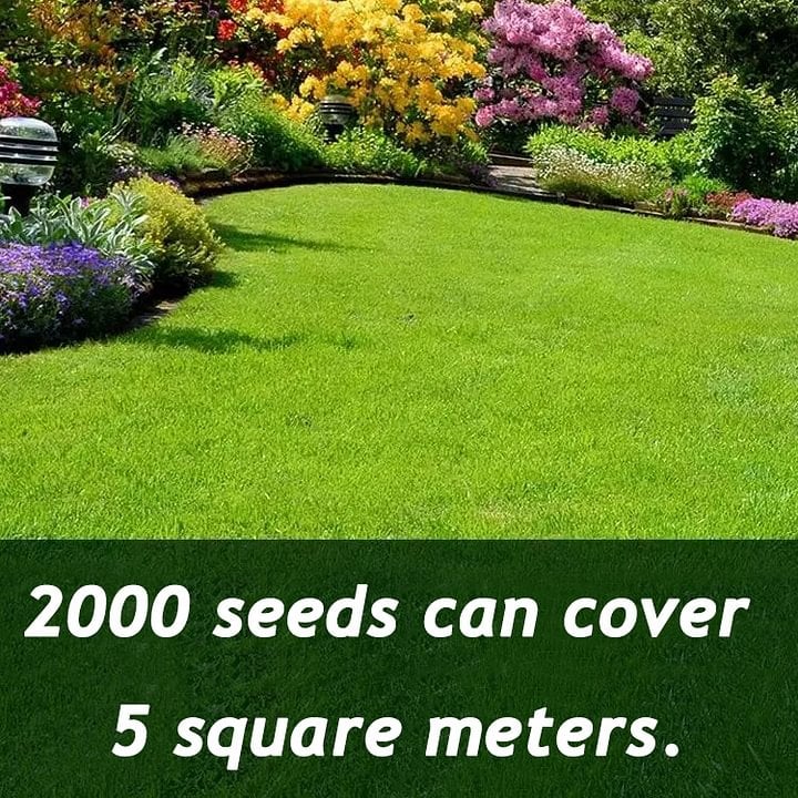 EverLawn – All-Season Green Grass Seed