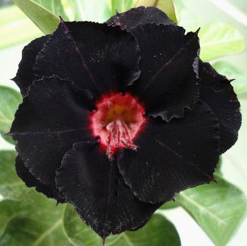 SunRose Garden – Desert Bloom Seeds