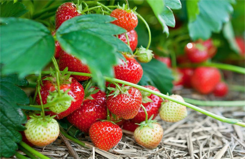 HarvestBerry – Garden Strawberry Seeds
