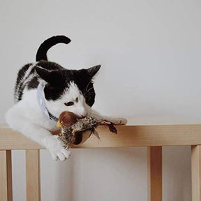HuntFlap – Interactive Bird Cat Toy