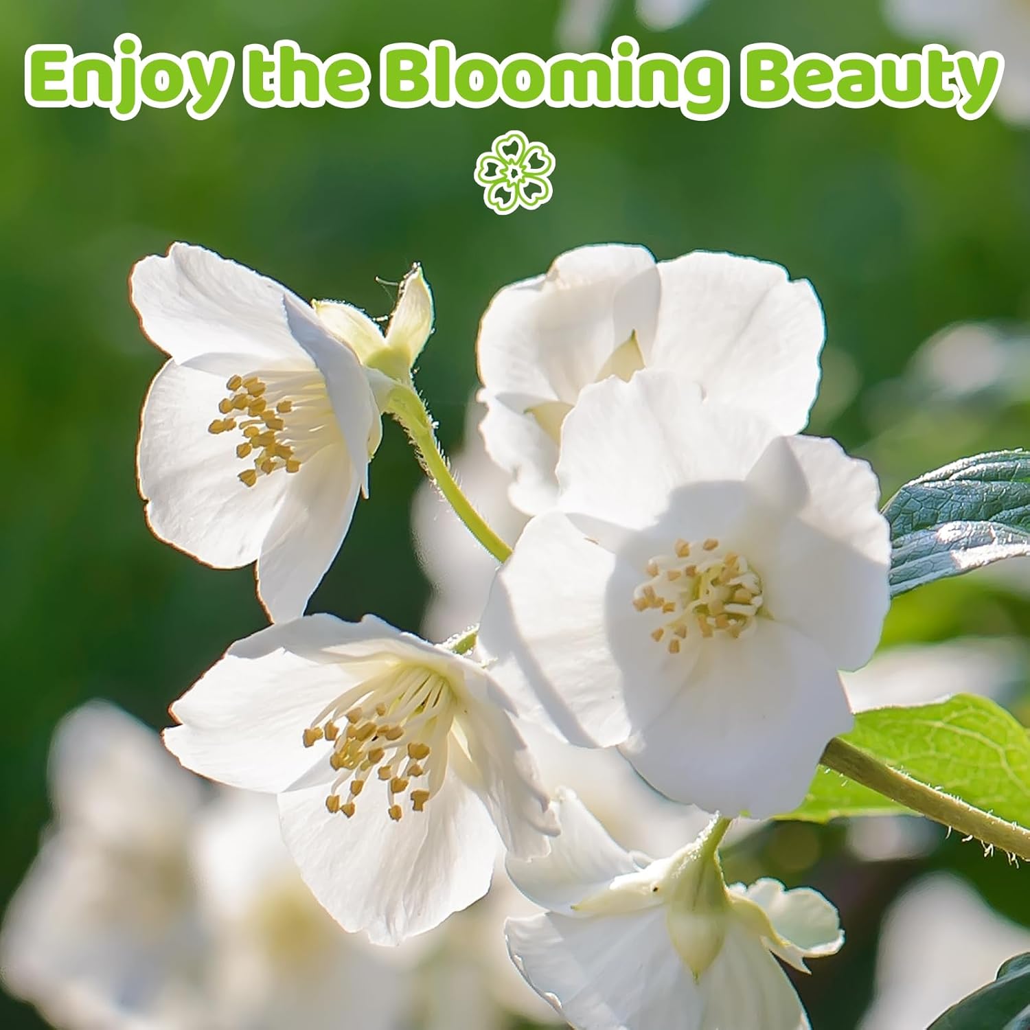 BloomWhisper – Frost-Hardy Jasmine Seeds