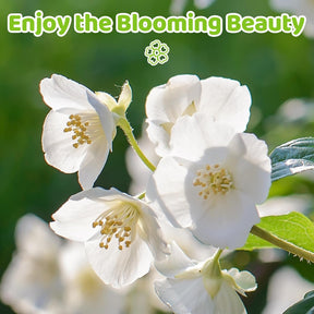 BloomWhisper – Frost-Hardy Jasmine Seeds