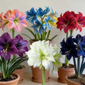 FloraCrown – Luxury Flower Bulbs