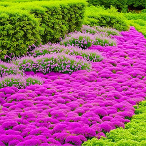 ThymeCreep – Optimal Ground Cover Seeds