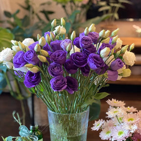 GardenMuse – Elegant Multi-Color Flower Seeds