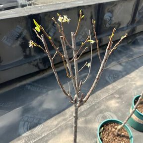 🍒 (New Harvest) Sweet Cherry Seeds 🌿Pre-Primed for High Germination (99% Germination)