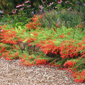 FloraAura "Hummingbird Carpet" – Epilobium garrettii Rainbow Burst Seeds