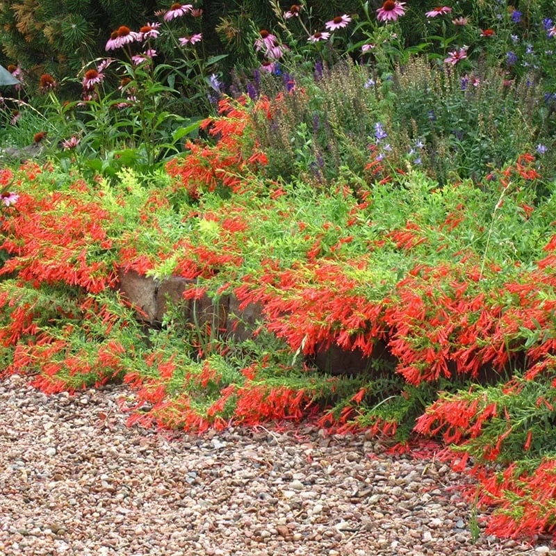 FloraAura "Hummingbird Carpet" – Epilobium garrettii Rainbow Burst Seeds