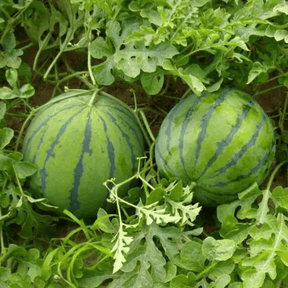 SeedHarvest – Heirloom Non-GMO Watermelon Seeds (50/100PCS)