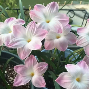 PetalBurst - Fast Bloom Flower Bulbs