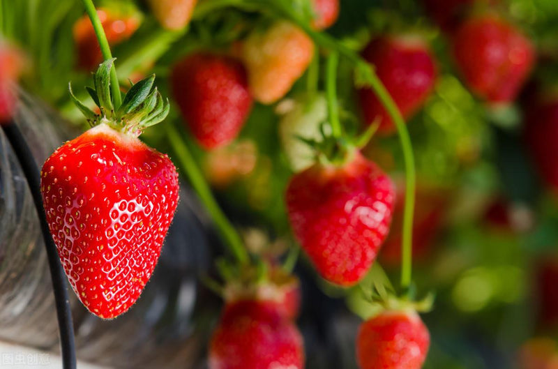 HarvestBerry – Garden Strawberry Seeds