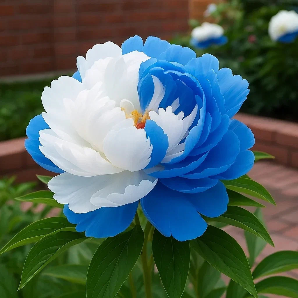 RoyalPetal – Luxury Garden Peonies