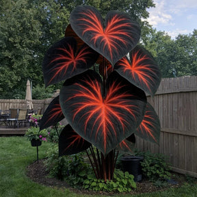 ColorBloom – Giant Multi-Color Caladiums Bulbs