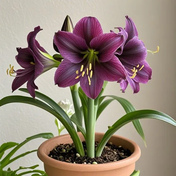 FloraCrown – Luxury Flower Bulbs