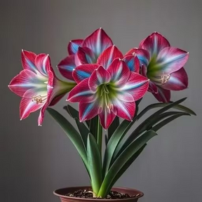 FloraCrown – Luxury Flower Bulbs