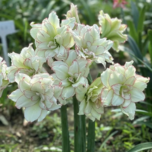 FloraCrown – Luxury Flower Bulbs