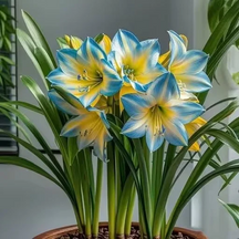 FloraCrown – Luxury Flower Bulbs