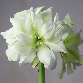FloraCrown – Luxury Flower Bulbs