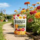 PurePetal – Zinnia Seeds for Vibrant Heirloom Flowers