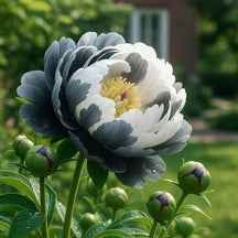 RoyalPetal – Luxury Garden Peonies