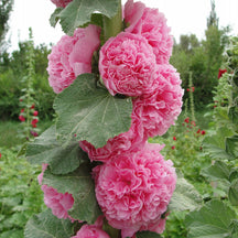 BloomMajesty – Premium Double Hollyhock Seeds
