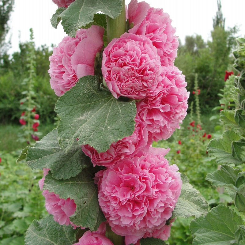 BloomMajesty – Premium Double Hollyhock Seeds