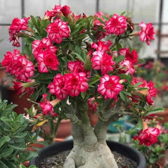 SunRose Garden – Desert Bloom Seeds