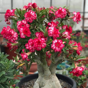 FloraOasis – Premium Desert Rose Plant Seeds