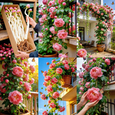 🌸 Rare Climbing Peony Bulbs🪴Big Full Blooms, Cold Hardy Perennial, Easy to Grow Garden Favorite