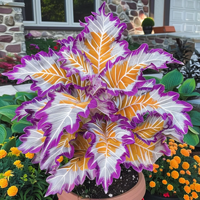ColorBloom – Giant Multi-Color Caladiums Bulbs