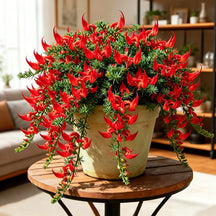 ParrotBloom – Rare Parrot Beak Spider Plant