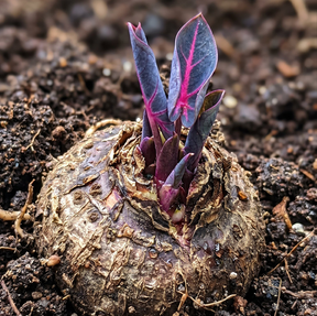 ColorBloom – Giant Multi-Color Caladiums Bulbs