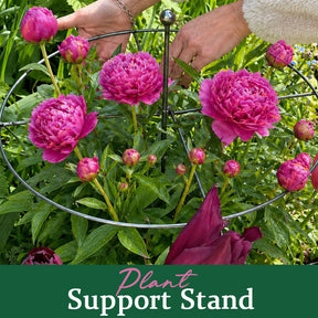 PlantPulse – Stem Stability Support Cage