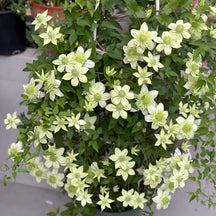 GardenGrace - Clematis Blooming Seeds