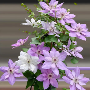 GardenGrace - Clematis Blooming Seeds