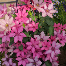 GardenGrace - Clematis Blooming Seeds