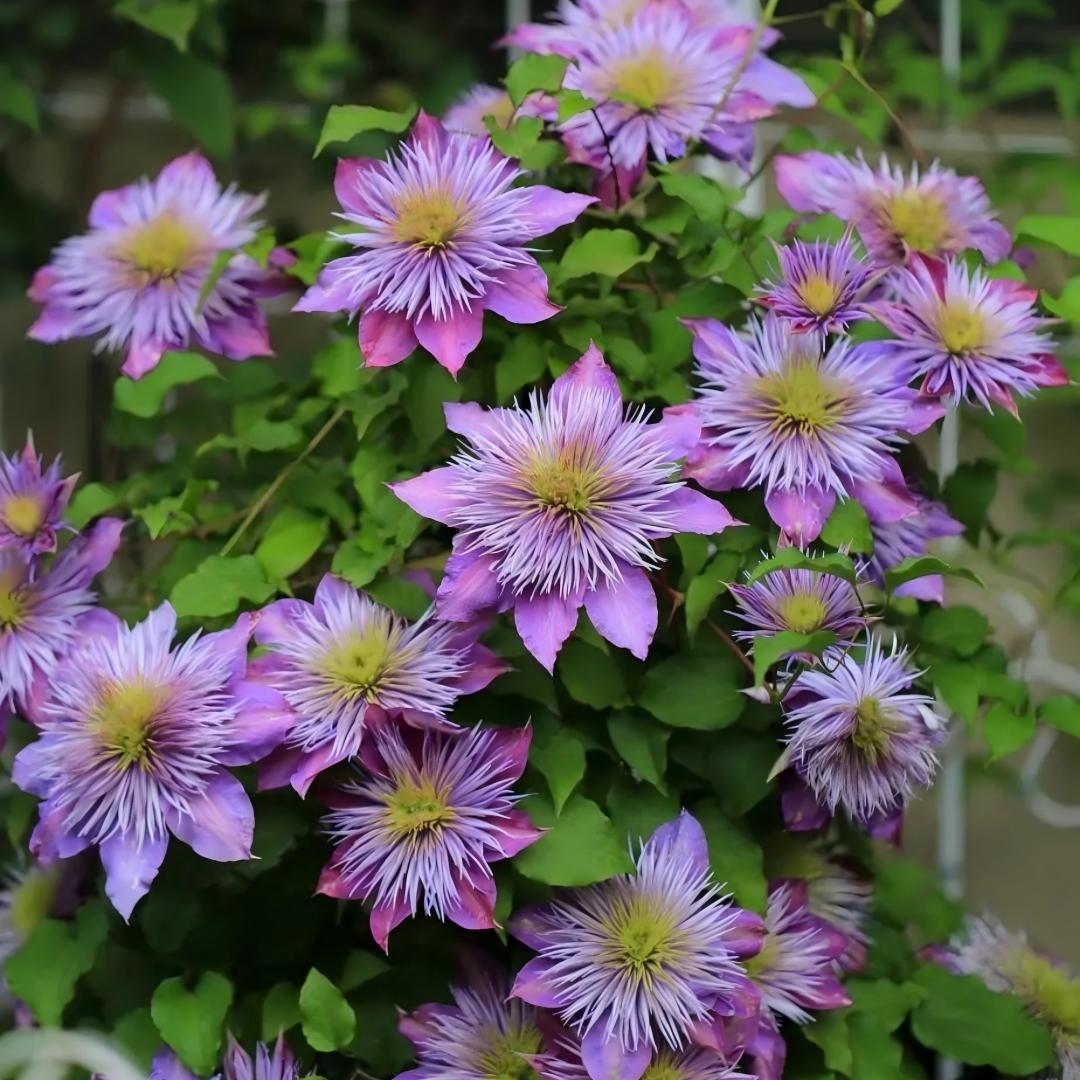 GardenGrace - Clematis Blooming Seeds