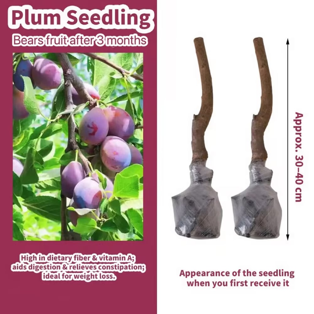 PureHarvest – Heirloom Non-GMO Grafted Plum Tree Sapling
