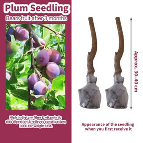 PureHarvest – Heirloom Non-GMO Grafted Plum Tree Sapling