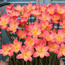 PetalBurst - Fast Bloom Flower Bulbs